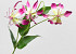 Artificial Gloriosa Pink 80cm 