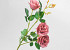 Artificial Wild Rose Mauve 80cm 
