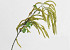 Kunst Hazelaar Groen 78cm