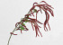 Brindille de Noisetier Burgundy 78cm 