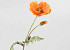 Kunst Klaproos Oranje 65cm