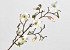 Tige de Magnolia Blanc Artificielle 78cm 