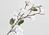 Künstliche Magnolien Zweig Weiß 90cm 
