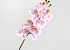 Kunst Orchidee Roze/Crème 73cm