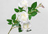 Künstliche Wildrose Creme 80cm 