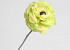 Artificial Ranonkel 36cm