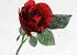 Rose Red 30cm