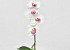 Orchidée Papillon 50cm Blanc