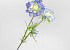 Kunst Scabiosa Blauw 84cm