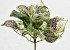 Kunst Fittonia Plant 25cm