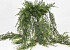 Adianthum 195lvs 85cm