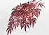 Japanse Esdoorn 70cm Rood