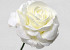 Foam Rose XL White, D 13cm