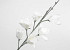 Schaumstoff Magnolia Weiß, D 18cm