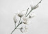 Schaumstoff Magnolia Weiß/Grau, D 18cm