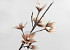 Schaumstoff Magnolia Weiß/Mocca, D 18cm
