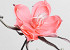 Foam Bloem Roze, D 20cm