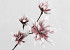 Foam Flower Spray White/Lilac 85cm