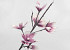 Foam Magnolia Wit/Lila, D 18cm