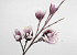 Foam Magnolia Lila