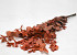Eucalyptus Stuartiana Orange 65cm