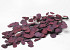 Eucalyptus Populus Red 65cm