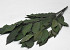 Chataignier 150gr. 60cm Vert
