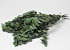 Eucalyptus Stuartiana Groen 65cm.