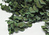 Eucalyptus Stuartiana Groen 65cm.
