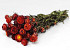 Bouquet Helichrysum Rouge 45cm