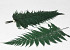 Fougère Brilliant Fern 30-40cm 10-Pack