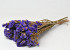 Statice Sinuata Violet foncé