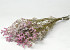 Limonium Pink 60cm 