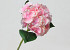 Hortensia Rose D16cm 
