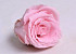 Rose Heads 5cm Pastel Pink