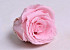 Rosenköpfe 5cm Pastell Rosa