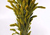 Setaria Lente Groen 65cm