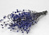 Eryngium Distels 60cm Blauw