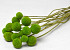 Craspedia Groen 15 stuks 40cm