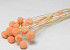 Craspedia Pastel Perzik 15 stuks 40cm