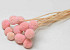 Craspedia Pastel Roze 15 stuks 40cm