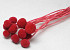 Craspedia Rood 15 stuks 40cm