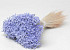 Glixia (50gr) Pastel Violet 30cm