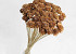Cedar Rose on 50cm stem