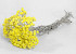 Helichrysum Immortelle Geel 30cm
