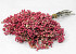 Pepperberries Rosa 25-35cm