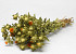 Carthamus 65cm