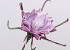Blume Schaumstoff Purpur, D 20cm