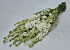 Bouquet Delphinium Blanc 65cm