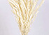 Setaria Bleached 65cm